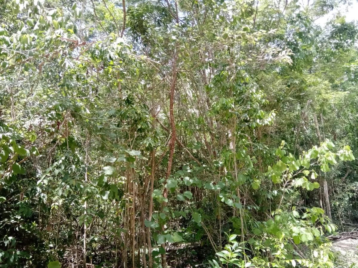 Ecolodge Uh May Francisco Uh May ภายนอก รูปภาพ